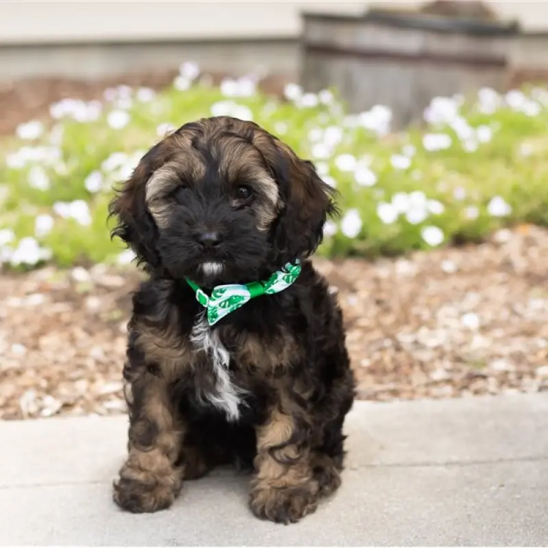 Gizmo | image 1