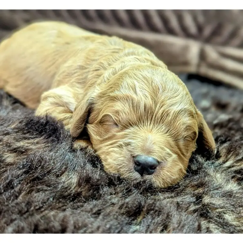 Frodo | image 6