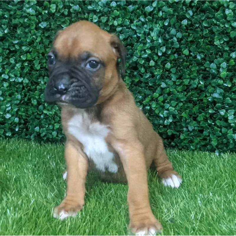 Patton | image 1
