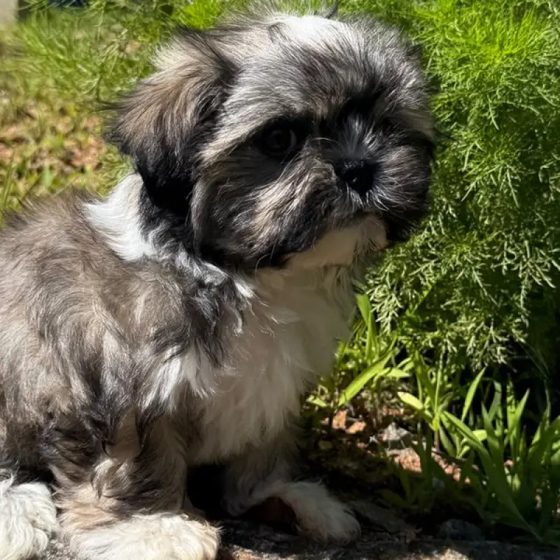 Callie | image 4