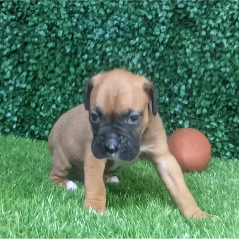 Patton | image 6