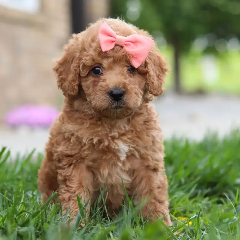 Ella | image 2