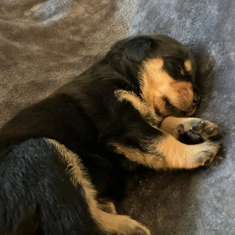 Gianna | image 1