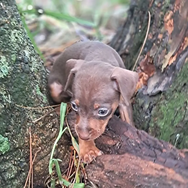 Buster Brown | image 6