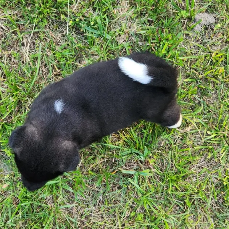 Saria | image 1