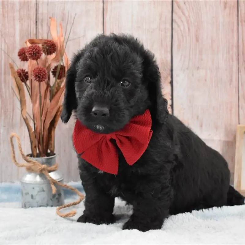 Meeko | image 4