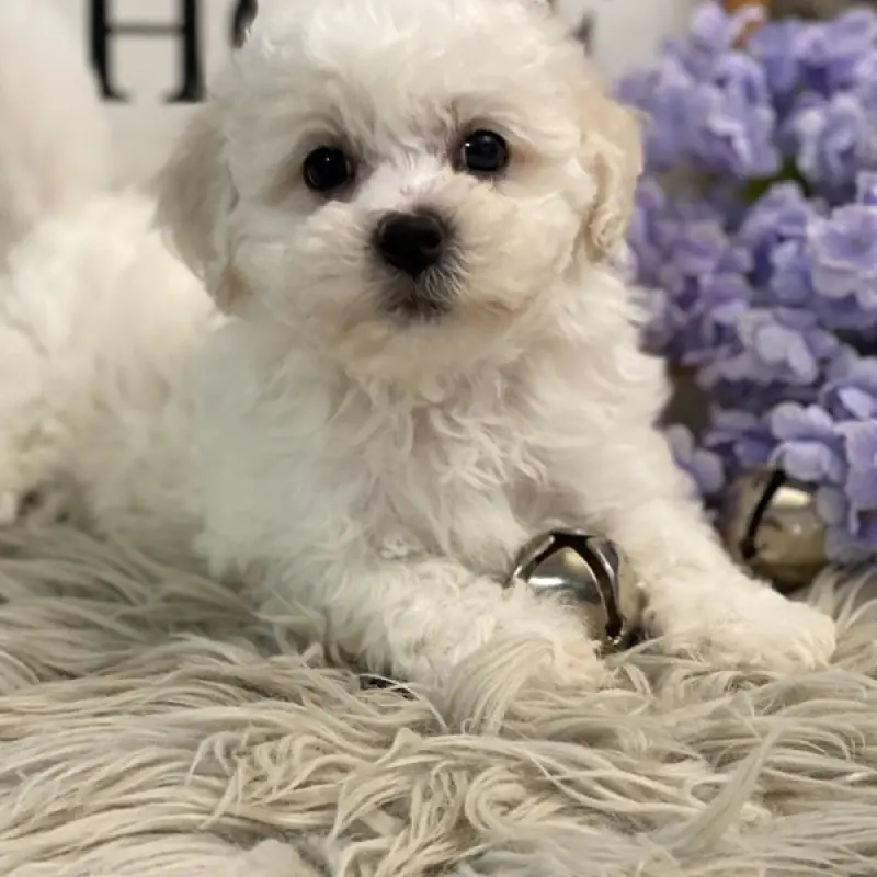 Lewis | image 2