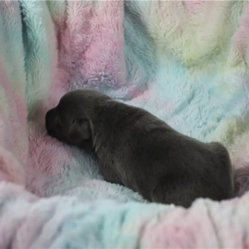 Jace | image 3