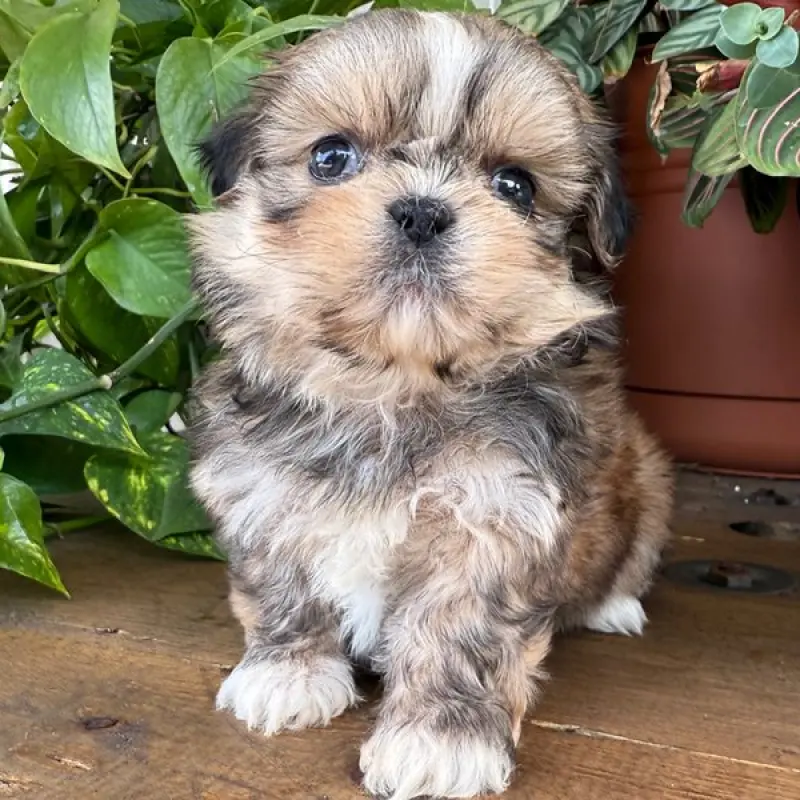 Titus | image 3