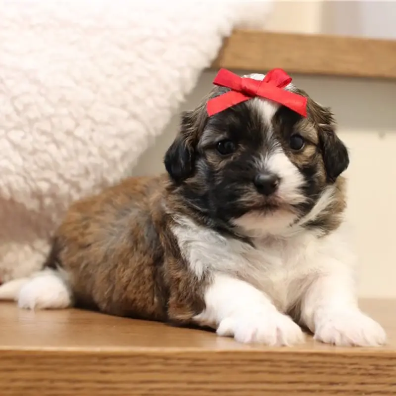 Chloe | image 2