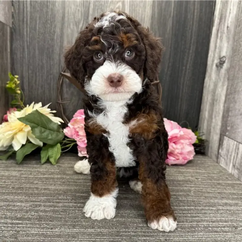 Hattie | image 2