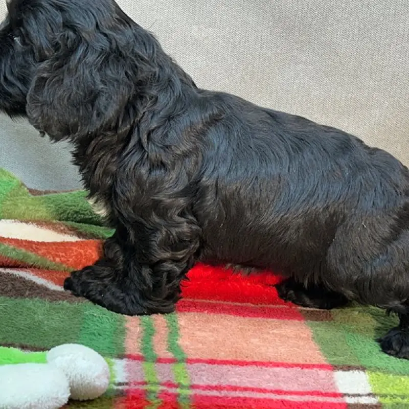 Hannah | image 1