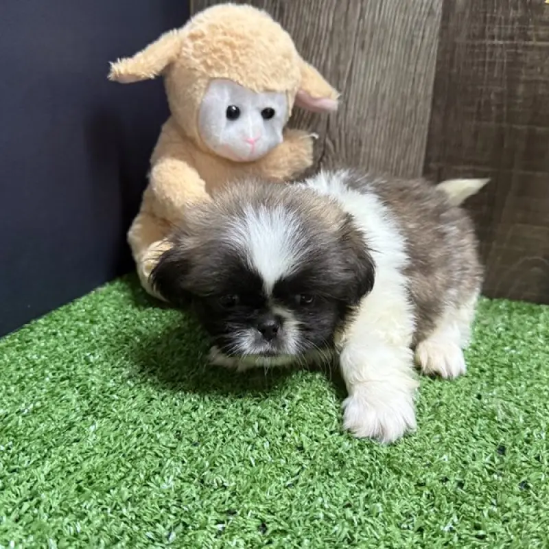 Bert | image 2