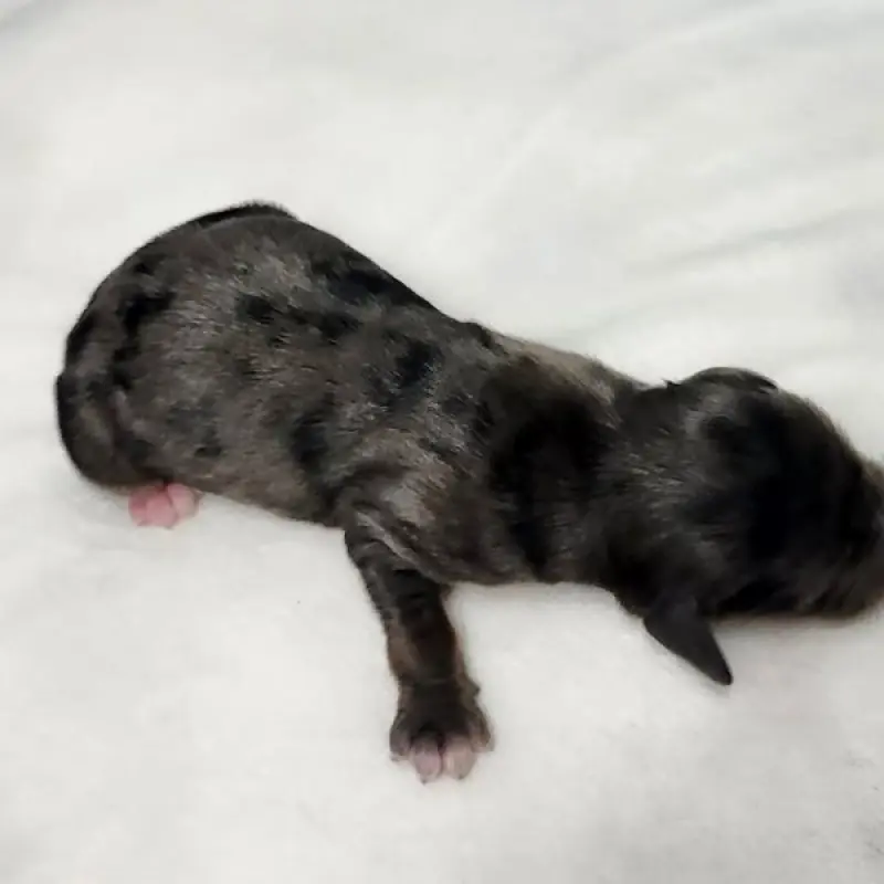 Brownie | image 2
