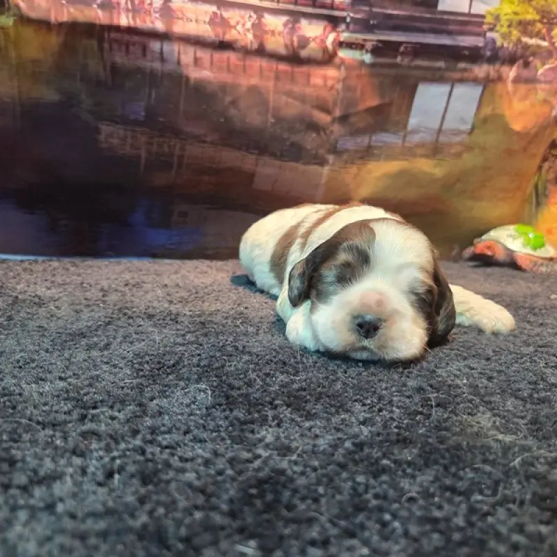 Phineas | image 3