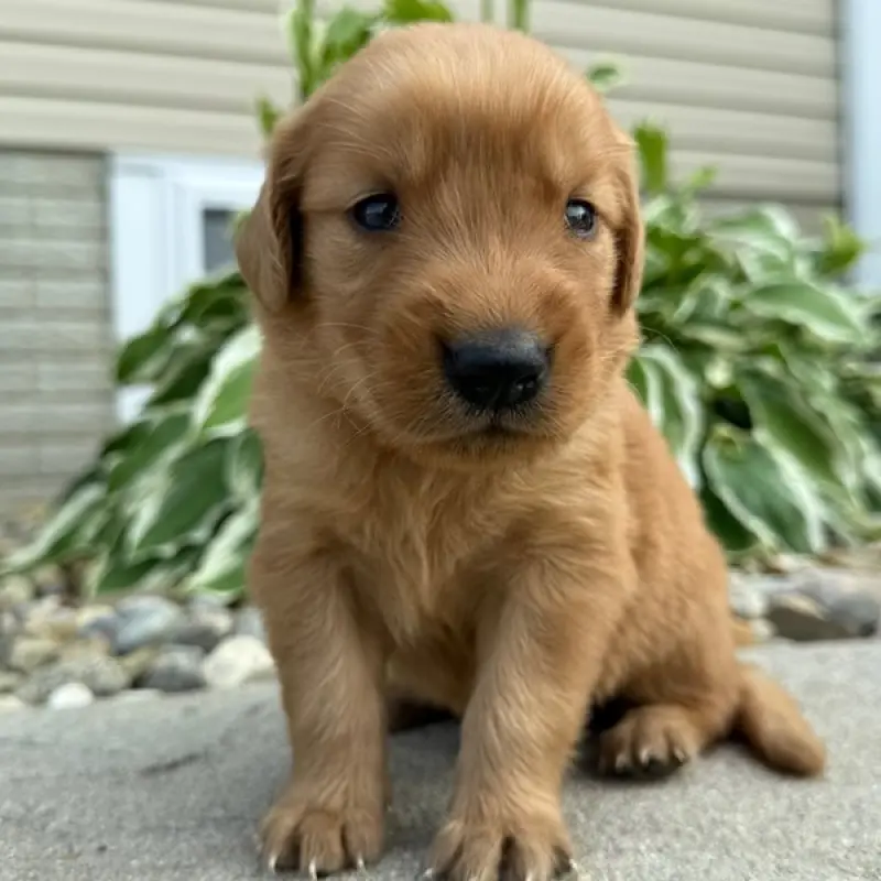 Ash | image 3