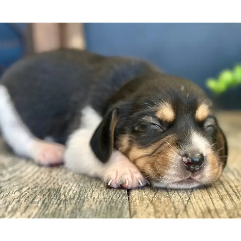 Willy | image 3