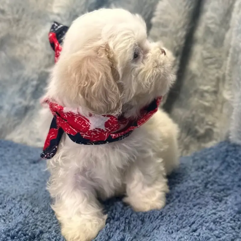 Asher | image 5