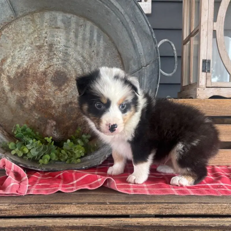 Frankie | image 2