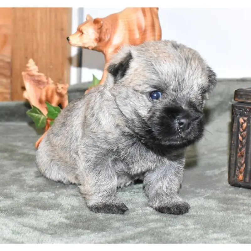 Theodore | image 4