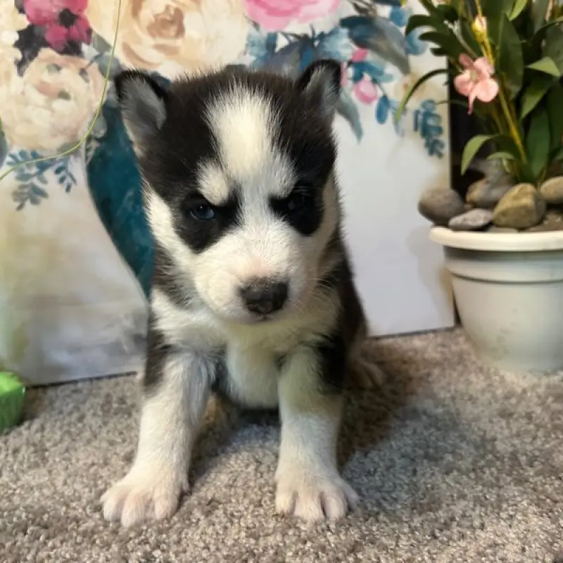 Brock | image 1