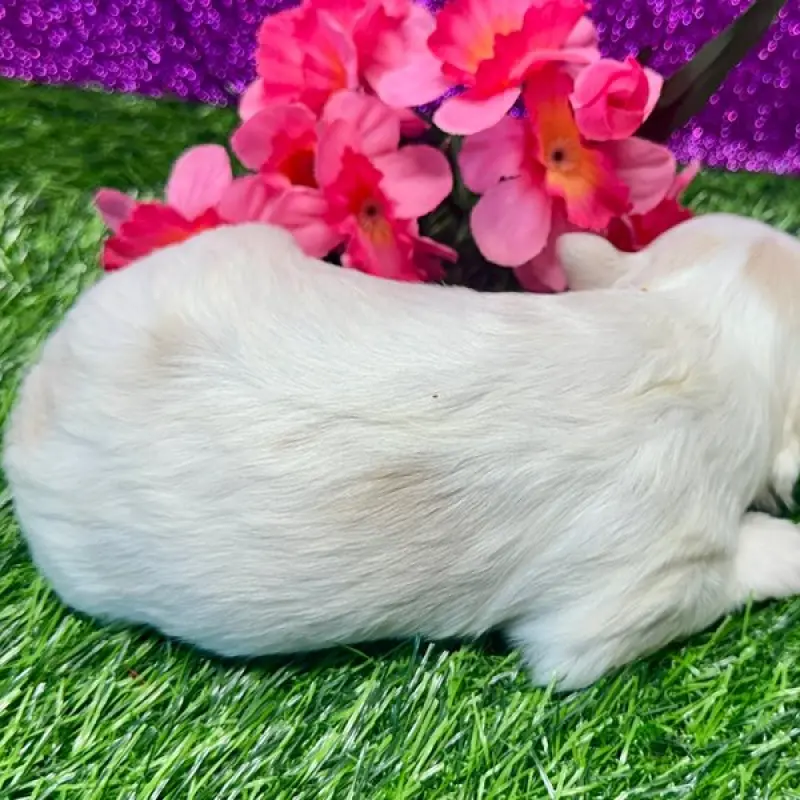Izzy | image 3