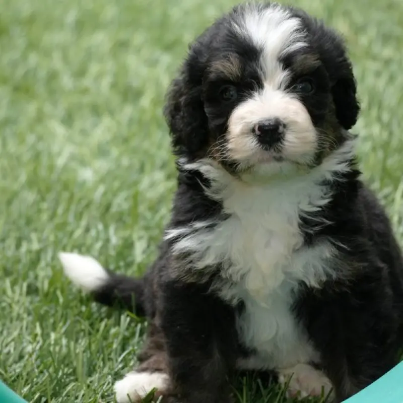 Frankie | image 1