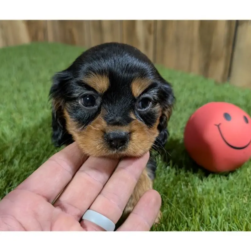 Holly | image 3