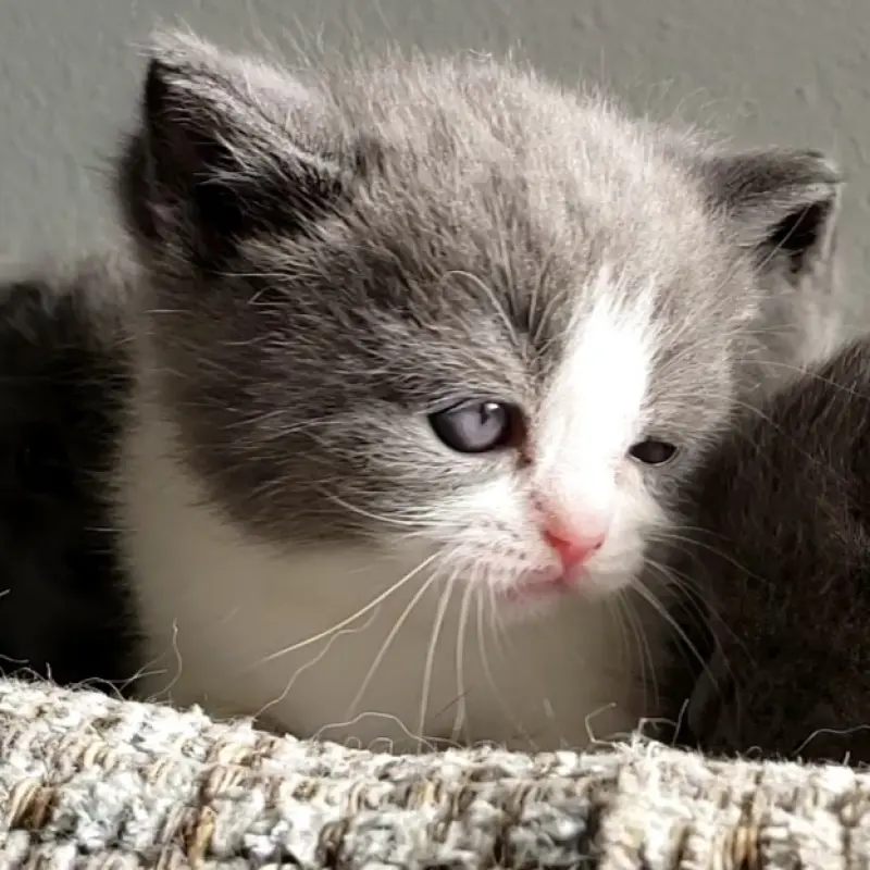 British Shorthair | image 3
