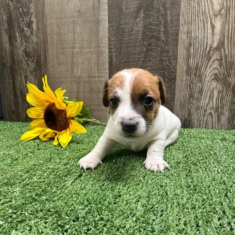 Ziggy | image 3
