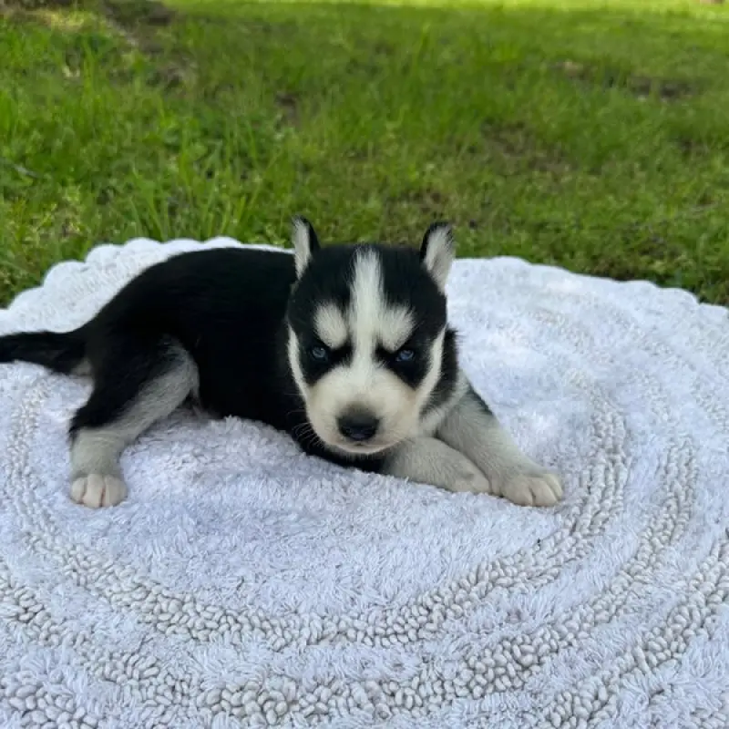 Doris | image 1