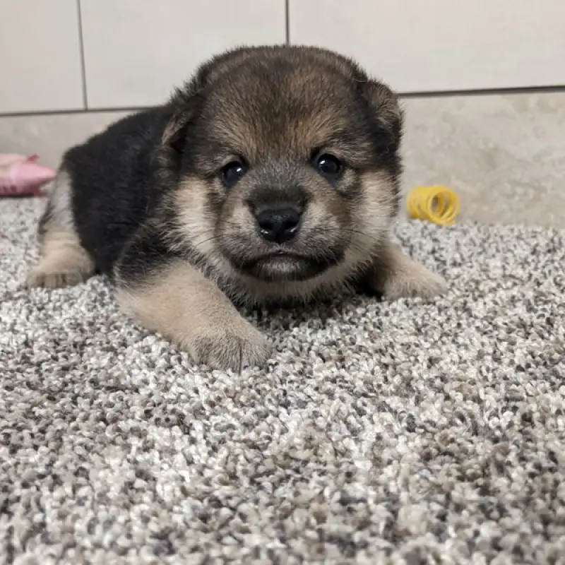 Akio | image 8