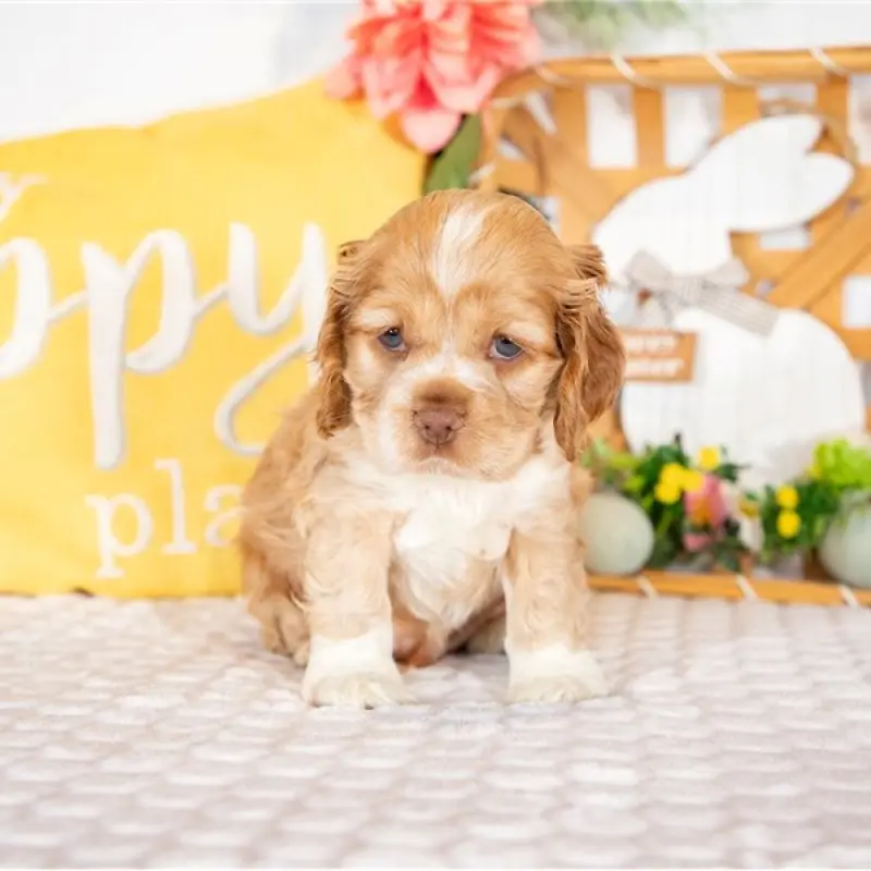 Finn | image 2