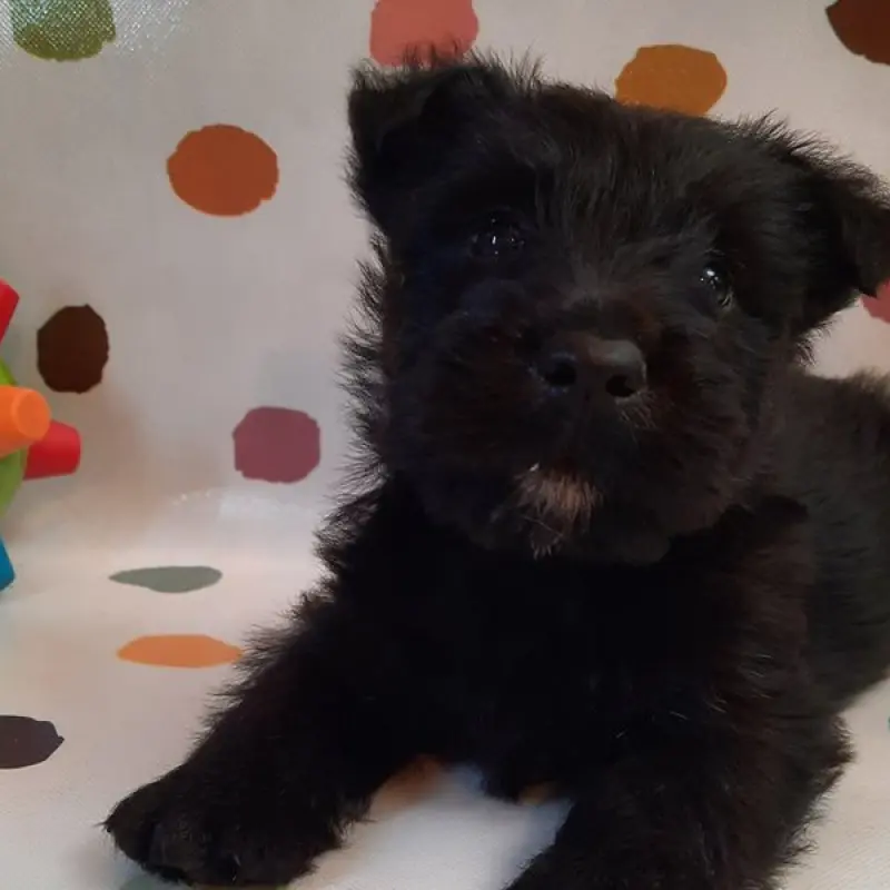 Otis | image 7