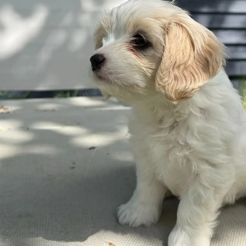 Eclair | image 4