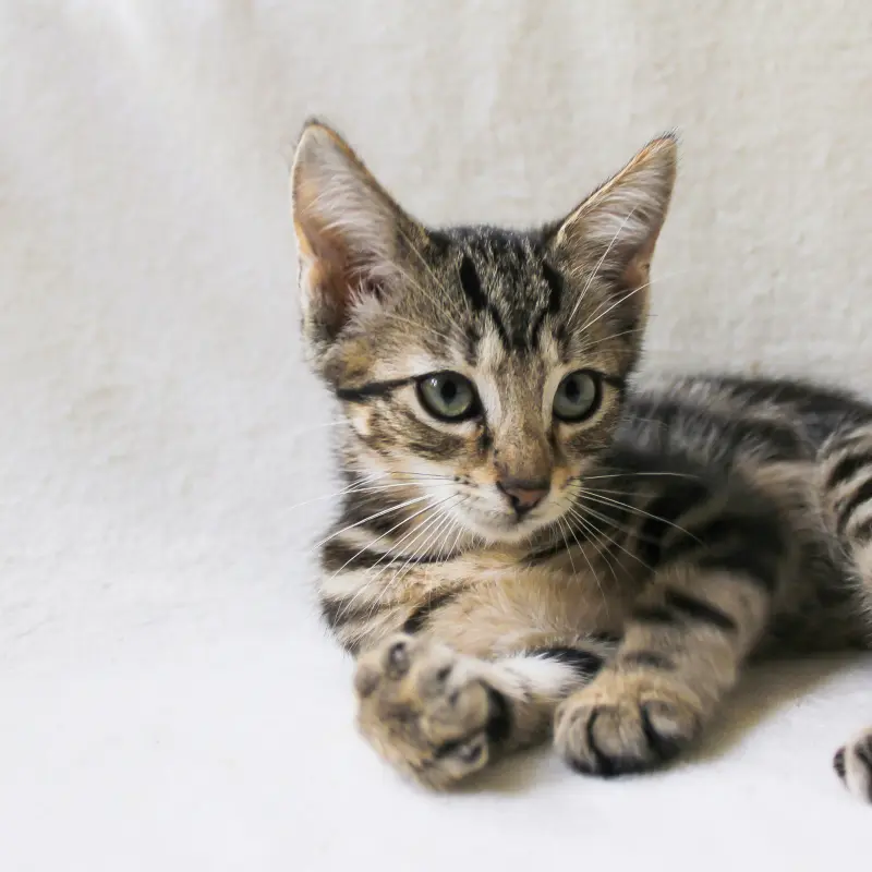 Test advertisement - Adorable Kitten For Sale | image 1