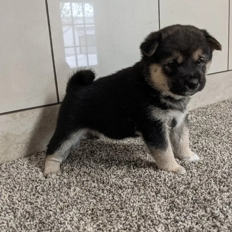 Cherie | image 2
