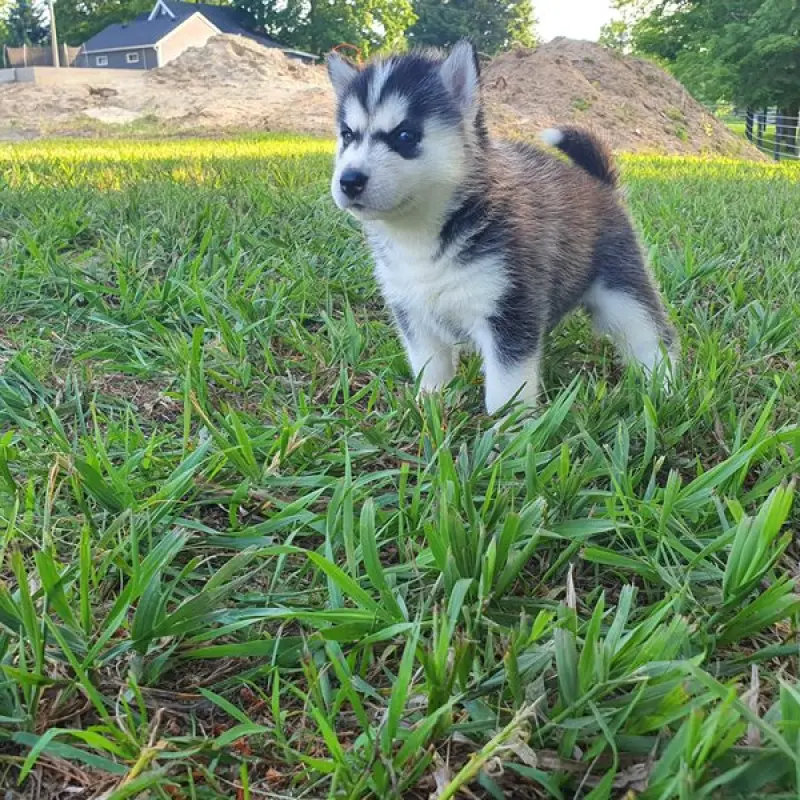 Tatum | image 3