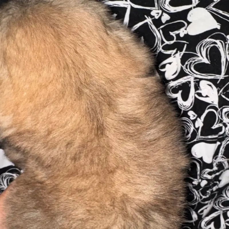 Finn | image 2