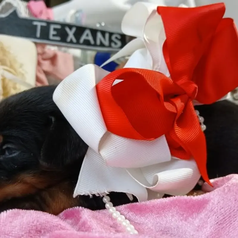 Luna Brielle | image 4
