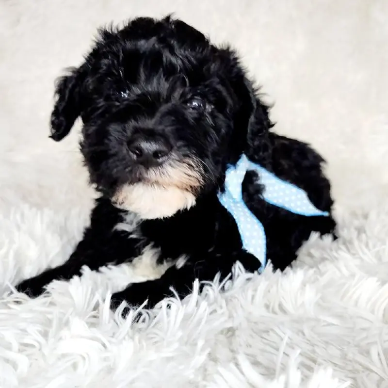 Finn | image 9
