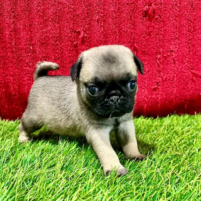 Benjamin | image 1