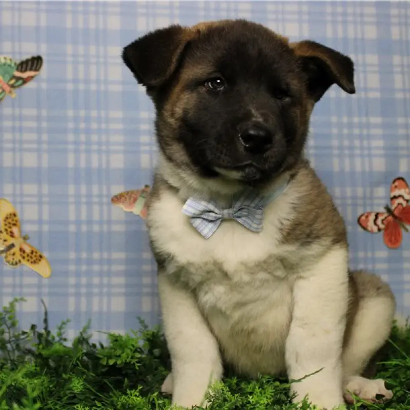 Finn | image 3