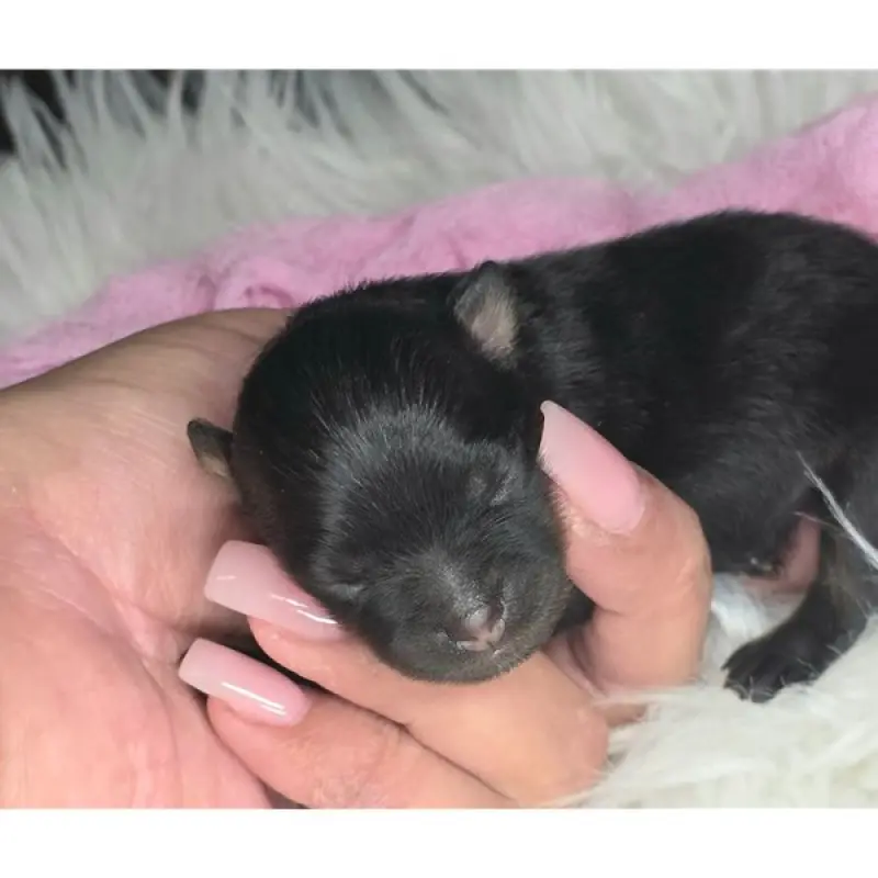 Farrah | image 1
