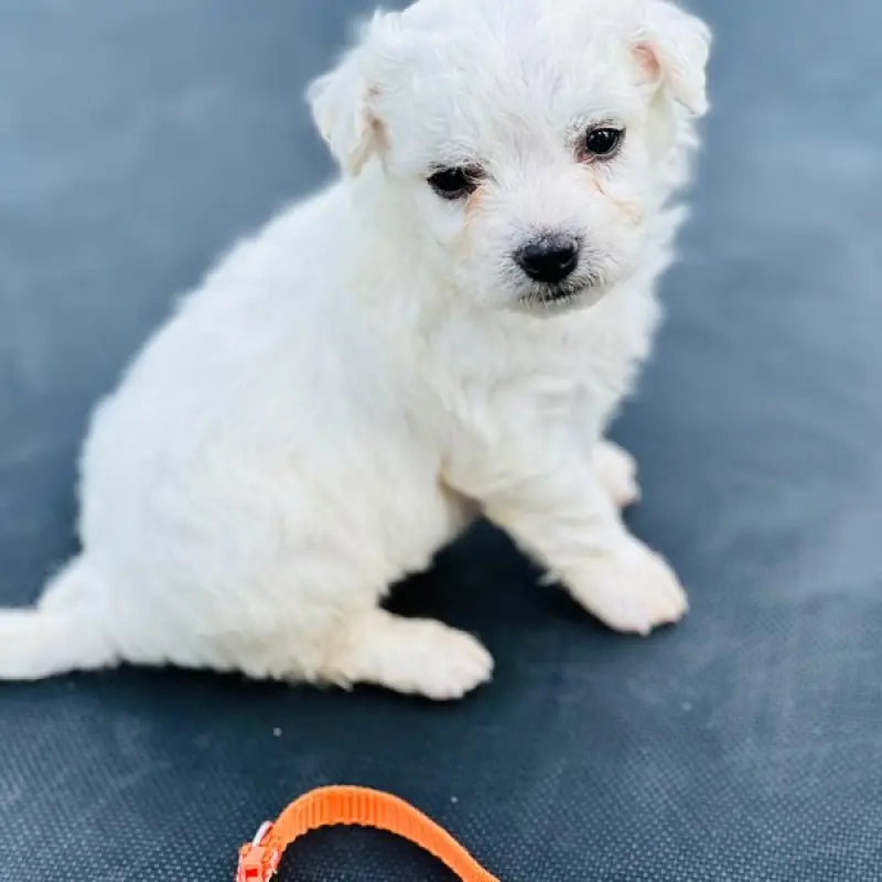 Kip | image 1