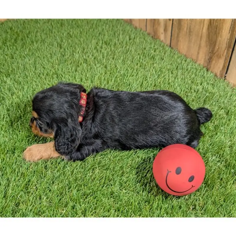 Holly | image 2