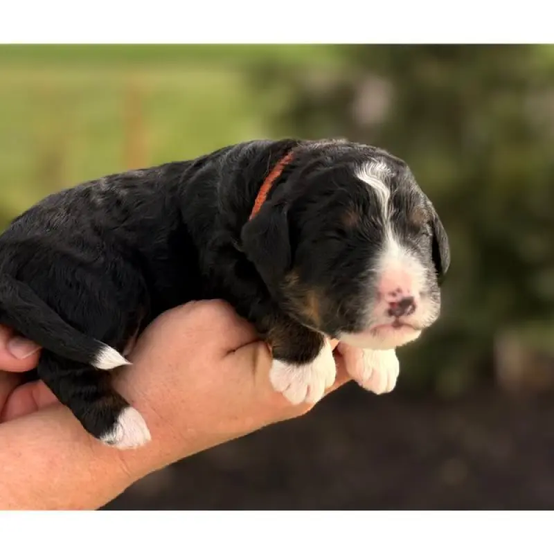 Greg | image 9