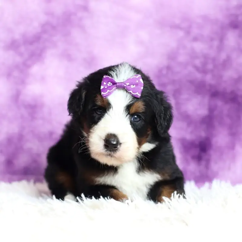 Gianna | image 1