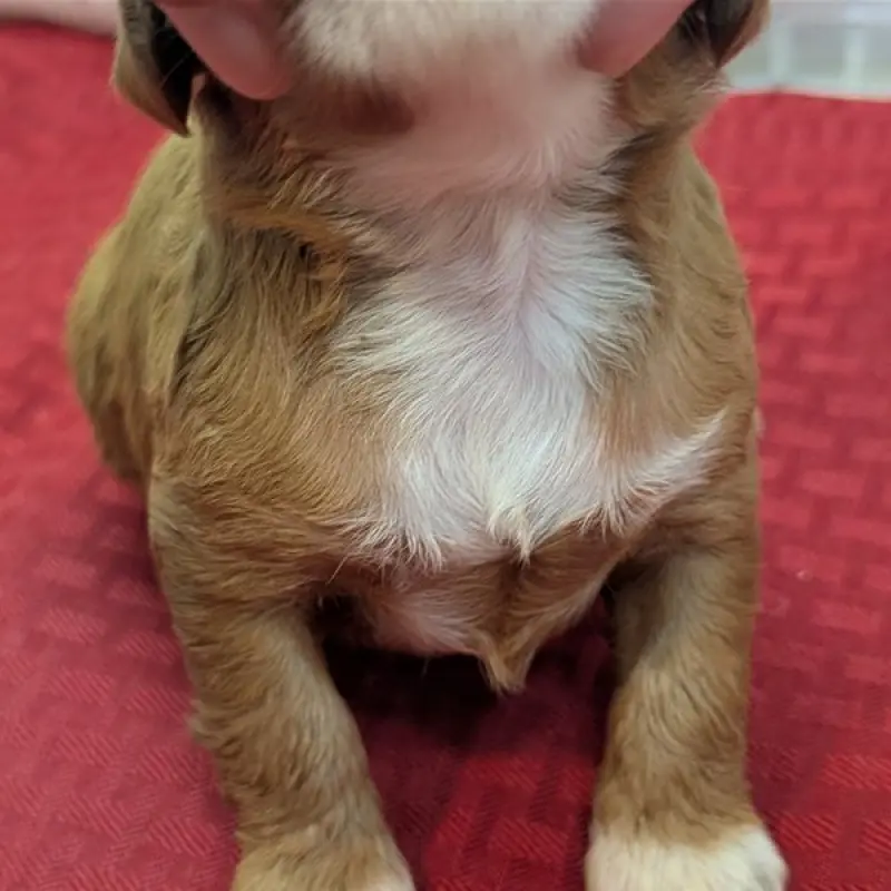 Kira | image 2
