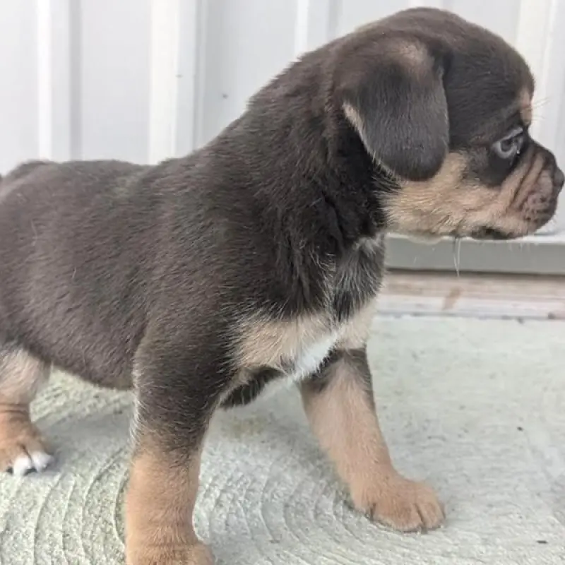 Gingersnap | image 4